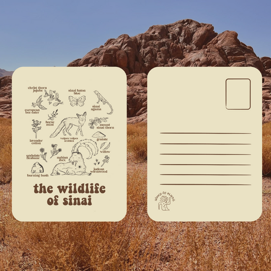 Postcard - The Wildlife of Sinai